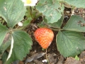 大家來種菜-我們種的草莓