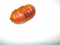 我們家的小胖-發現小胖.....獨角仙幼蟲的蛹化 